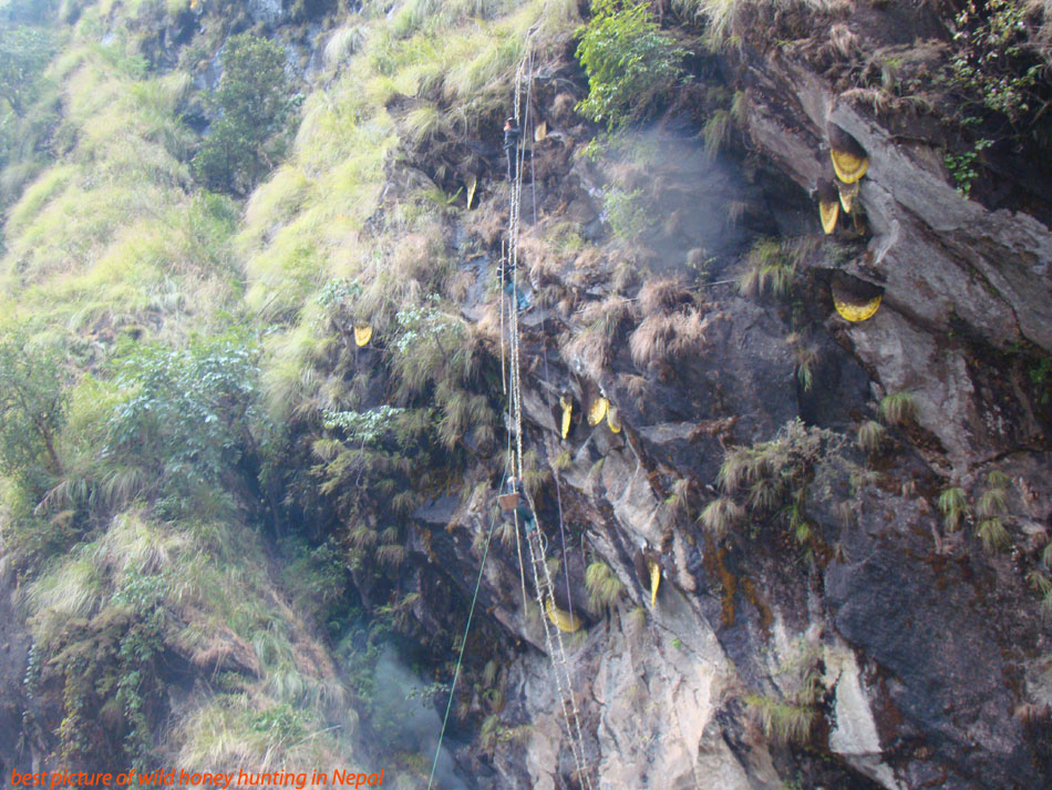 Amazing Wild honey hunting in Nepal