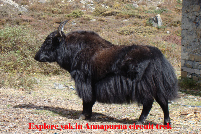 Yaks are found in heigher mountains and they are used for carrying goods and flesh.