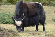 Yaks are the mountain transport and used for flesh too. 