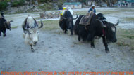 Everest trek with bed and breakfast