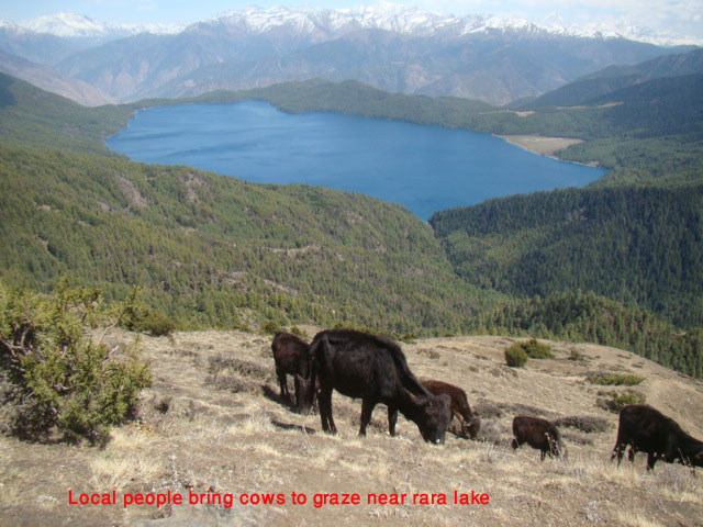 cowherd bring cows near rara lake to graze 