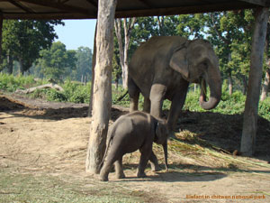 eine elefant Baby mit Mutter