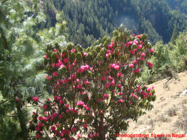 rhododendron flower blooming around rara lake 