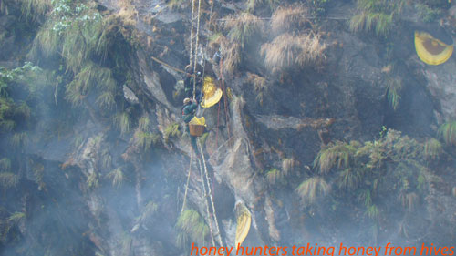 honey hunting close to the naiche village in lamjung district nepal