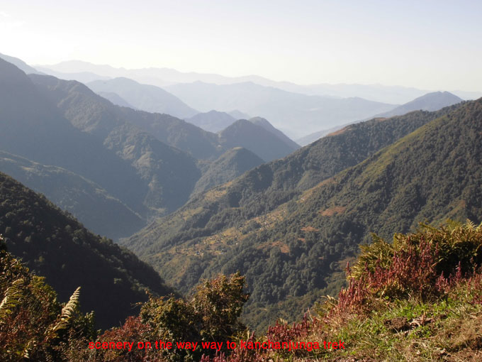 beautiful forest on the way to kanchanjanga trekking