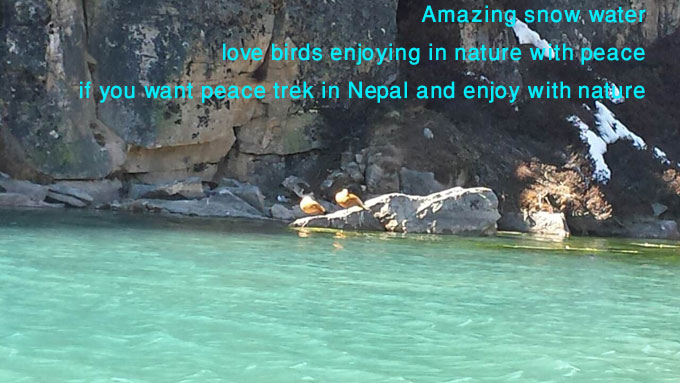 love birds enjoying with peace in quite place like himalaya.