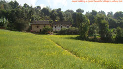 beautiful mustard plants and bamboo trees in indigenous peoples trail in nepal