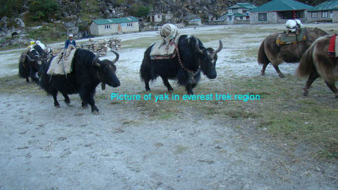 pictures of yaks in everest region nepal