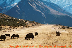 Syangboche airport is situated at the height of 3720 meter. 