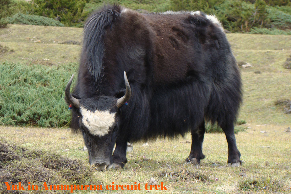 Yak is a domestic animal found in Annapurna circuit trek