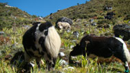 A mountain animal yak is found only in the higher elevation.