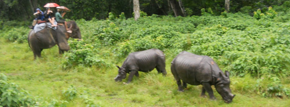 Elephant Riding in Chitwan National Park